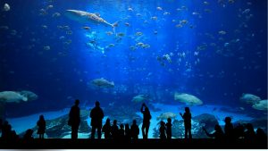 stanbul Aquarium - Travel Blog Lavanta Hotel